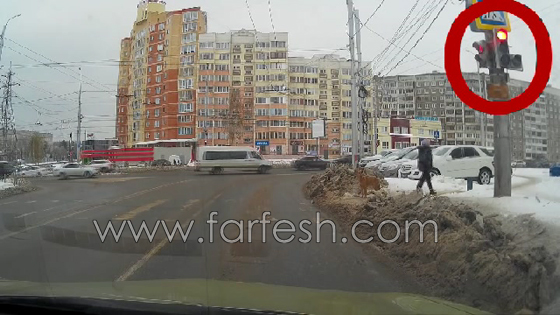 فيديو مذهل.. كلب يعبر على الضوء الاخضر ورجل يجري مخالفا للقانون صورة رقم 2 فيديو مذهل.. كلب يعبر على الضوء الاخضر ورجل يجري مخالفا للقانون صورة رقم 2