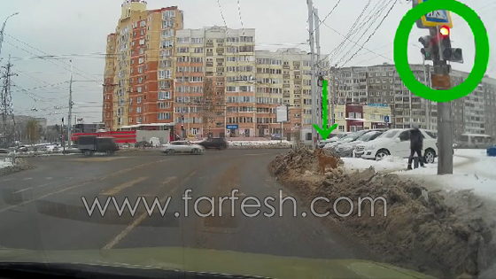 فيديو مذهل.. كلب يعبر على الضوء الاخضر ورجل يجري مخالفا للقانون صورة رقم 3 فيديو مذهل.. كلب يعبر على الضوء الاخضر ورجل يجري مخالفا للقانون صورة رقم 3