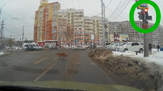 فيديو مذهل.. كلب يعبر على الضوء الاخضر ورجل يجري مخالفا للقانون صورة رقم 4 فيديو مذهل.. كلب يعبر على الضوء الاخضر ورجل يجري مخالفا للقانون صورة رقم 4