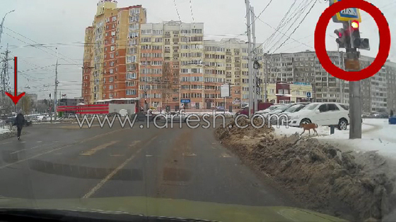فيديو مذهل.. كلب يعبر على الضوء الاخضر ورجل يجري مخالفا للقانون صورة رقم 1 فيديو مذهل.. كلب يعبر على الضوء الاخضر ورجل يجري مخالفا للقانون صورة رقم 1