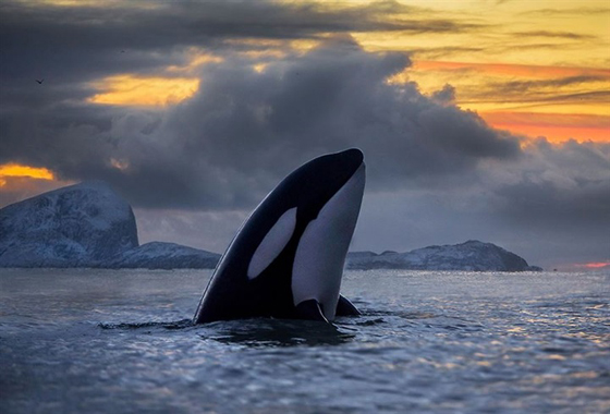 صور رائعة من الحياة البحرية: حيتان لم تر مثلها من قبل صورة رقم 10 صور رائعة من الحياة البحرية: حيتان لم تر مثلها من قبل صورة رقم 10