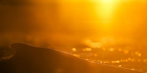صور رائعة من الحياة البحرية: حيتان لم تر مثلها من قبل صورة رقم 15 صور رائعة من الحياة البحرية: حيتان لم تر مثلها من قبل صورة رقم 15