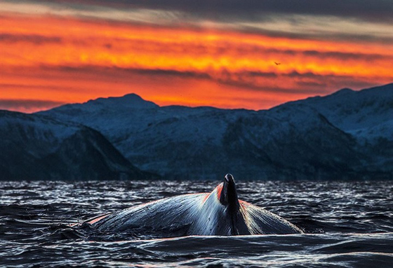 صور رائعة من الحياة البحرية: حيتان لم تر مثلها من قبل صورة رقم 17 صور رائعة من الحياة البحرية: حيتان لم تر مثلها من قبل صورة رقم 17