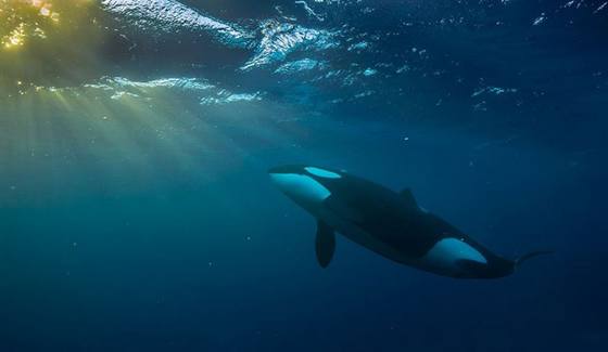 صور رائعة من الحياة البحرية: حيتان لم تر مثلها من قبل صورة رقم 18 صور رائعة من الحياة البحرية: حيتان لم تر مثلها من قبل صورة رقم 18