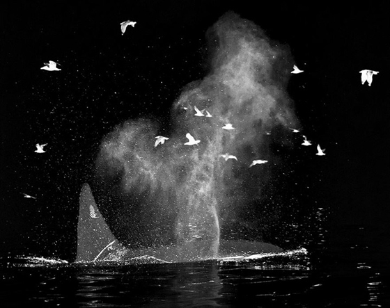 صور رائعة من الحياة البحرية: حيتان لم تر مثلها من قبل صورة رقم 20 صور رائعة من الحياة البحرية: حيتان لم تر مثلها من قبل صورة رقم 20