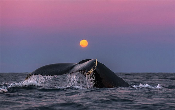 صور رائعة من الحياة البحرية: حيتان لم تر مثلها من قبل صورة رقم 24 صور رائعة من الحياة البحرية: حيتان لم تر مثلها من قبل صورة رقم 24