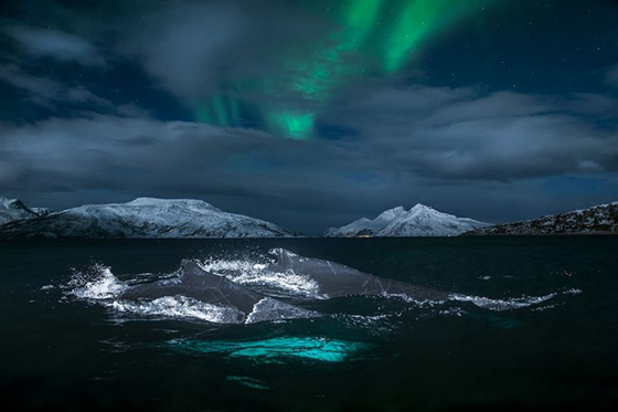 صور رائعة من الحياة البحرية: حيتان لم تر مثلها من قبل صورة رقم 25 صور رائعة من الحياة البحرية: حيتان لم تر مثلها من قبل صورة رقم 25