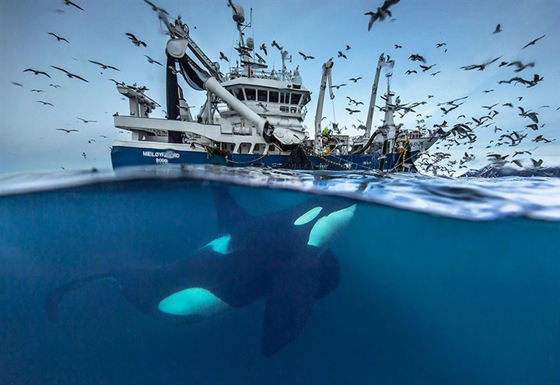 صور رائعة من الحياة البحرية: حيتان لم تر مثلها من قبل صورة رقم 3 صور رائعة من الحياة البحرية: حيتان لم تر مثلها من قبل صورة رقم 3