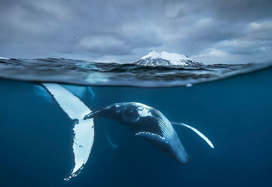 صور رائعة من الحياة البحرية: حيتان لم تر مثلها من قبل صورة رقم 4 صور رائعة من الحياة البحرية: حيتان لم تر مثلها من قبل صورة رقم 4