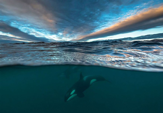 صور رائعة من الحياة البحرية: حيتان لم تر مثلها من قبل صورة رقم 5 صور رائعة من الحياة البحرية: حيتان لم تر مثلها من قبل صورة رقم 5