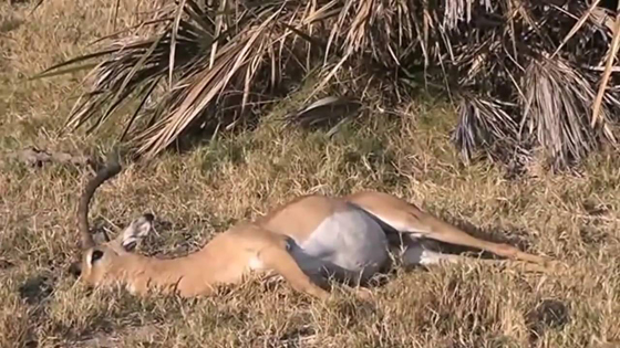 فيديو مثير.. هكذا عادت الحياة لغزال انقذه قرد من بين انياب نمر صورة رقم 1