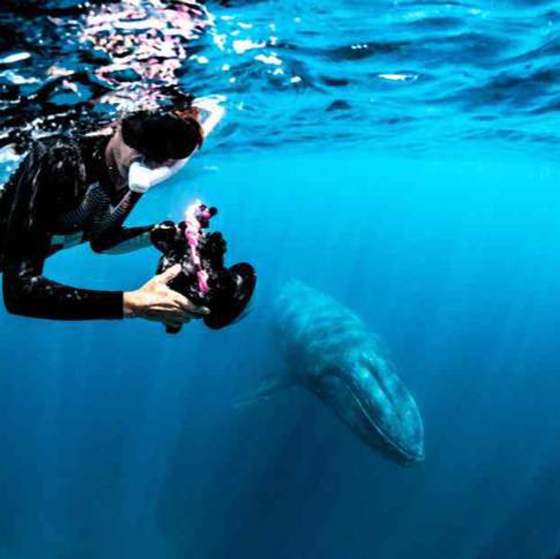 عاشقة الحيتان تلتقط صورا رائعة لها وحوت يغازلها لتلعب معه! صورة رقم 25 عاشقة الحيتان تلتقط صورا رائعة لها وحوت يغازلها لتلعب معه! صورة رقم 25
