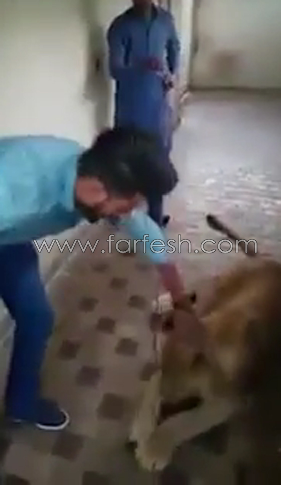 شاهد كيف نجا هذا الشاب بنفسه من هجوم لبؤة بعد ان لمسها! صورة رقم 1