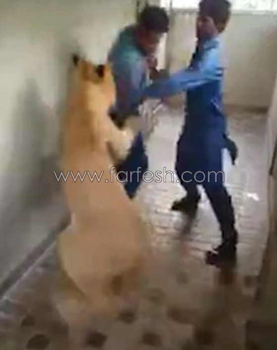 شاهد كيف نجا هذا الشاب بنفسه من هجوم لبؤة بعد ان لمسها! صورة رقم 4
