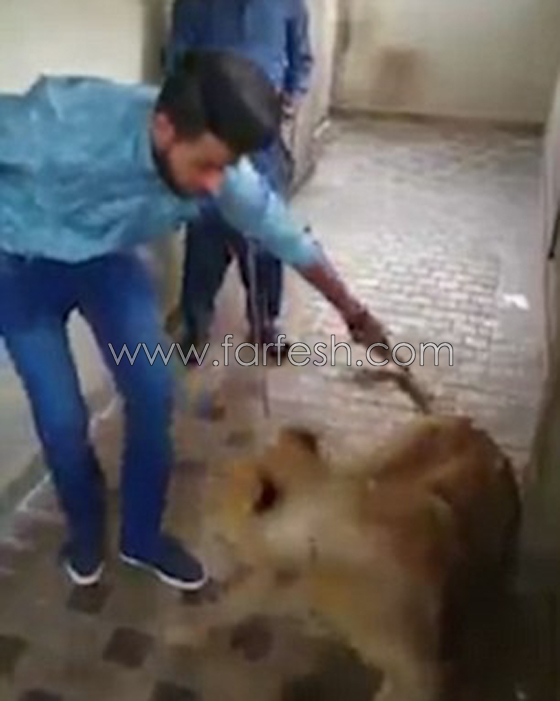 شاهد كيف نجا هذا الشاب بنفسه من هجوم لبؤة بعد ان لمسها! صورة رقم 2
