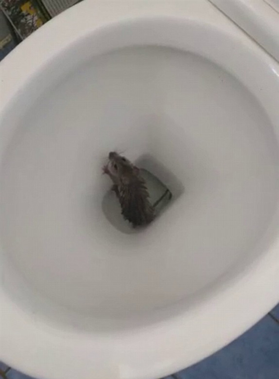 فيديو طريف.. فأر يقاوم مياه المرحاض ورجل يختبئ خلف الغسالة صورة رقم 1