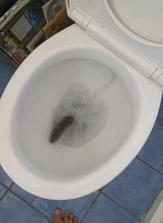 فيديو طريف.. فأر يقاوم مياه المرحاض ورجل يختبئ خلف الغسالة صورة رقم 2