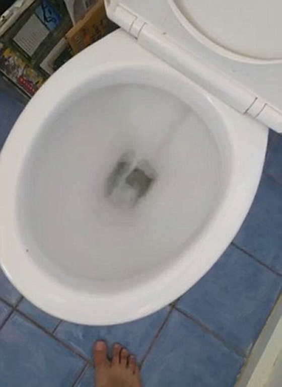 فيديو طريف.. فأر يقاوم مياه المرحاض ورجل يختبئ خلف الغسالة صورة رقم 3