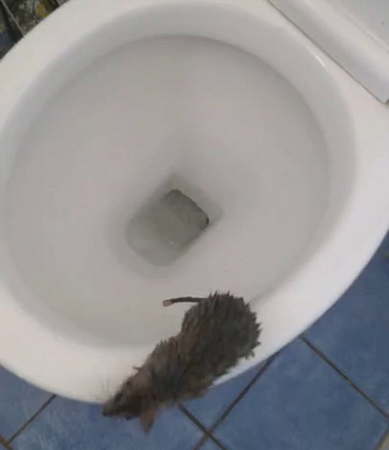 فيديو طريف.. فأر يقاوم مياه المرحاض ورجل يختبئ خلف الغسالة صورة رقم 4