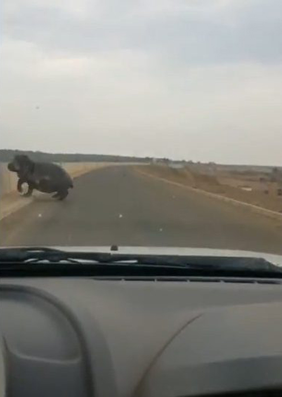 فيديو مرعب.. فرس النهر يهاجم سيارة ويحطمها بينما ينجو سائقها صورة رقم 1 فيديو مرعب.. فرس النهر يهاجم سيارة ويحطمها بينما ينجو سائقها صورة رقم 1