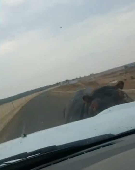 فيديو مرعب.. فرس النهر يهاجم سيارة ويحطمها بينما ينجو سائقها صورة رقم 2 فيديو مرعب.. فرس النهر يهاجم سيارة ويحطمها بينما ينجو سائقها صورة رقم 2