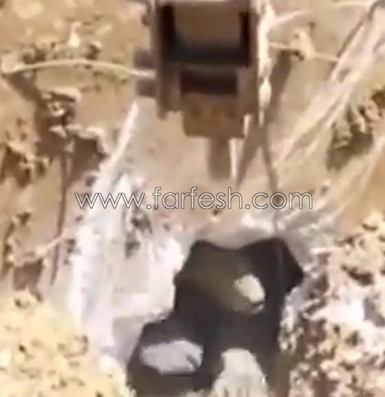 فيديو مثير.. دب يفاجئ عمال بناء اتراك وهم يحفرون في الارض صورة رقم 1 فيديو مثير.. دب يفاجئ عمال بناء اتراك وهم يحفرون في الارض صورة رقم 1