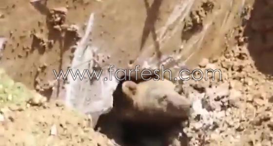 فيديو مثير.. دب يفاجئ عمال بناء اتراك وهم يحفرون في الارض صورة رقم 3 فيديو مثير.. دب يفاجئ عمال بناء اتراك وهم يحفرون في الارض صورة رقم 3