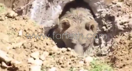 فيديو مثير.. دب يفاجئ عمال بناء اتراك وهم يحفرون في الارض صورة رقم 2 فيديو مثير.. دب يفاجئ عمال بناء اتراك وهم يحفرون في الارض صورة رقم 2
