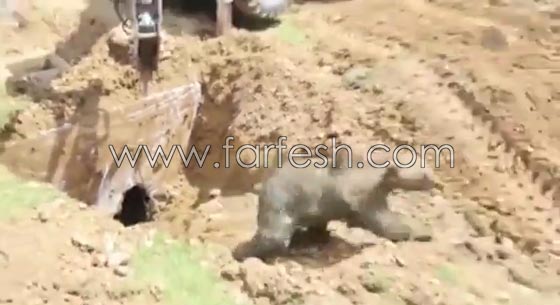 فيديو مثير.. دب يفاجئ عمال بناء اتراك وهم يحفرون في الارض صورة رقم 4 فيديو مثير.. دب يفاجئ عمال بناء اتراك وهم يحفرون في الارض صورة رقم 4