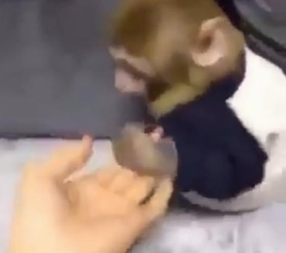 قرد غاضب من صاحبته يثير اعجاب وتعاطف 180 الف مشاهد صورة رقم 2 قرد غاضب من صاحبته يثير اعجاب وتعاطف 180 الف مشاهد صورة رقم 2