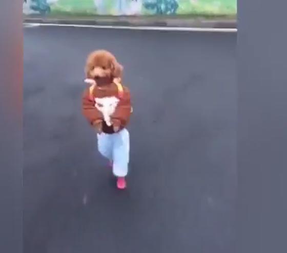فيديو مدهش.. هذا هو اطرف طالب مدرسة على الاطلاق! صورة رقم 1 فيديو مدهش.. هذا هو اطرف طالب مدرسة على الاطلاق! صورة رقم 1