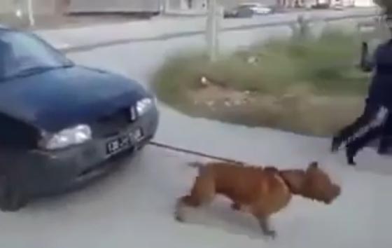 فيديو صادم: شباب يجبرون كلب بيتول على جر سيارة! صورة رقم 1