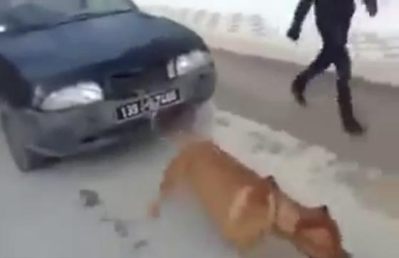 فيديو صادم: شباب يجبرون كلب بيتول على جر سيارة! صورة رقم 2