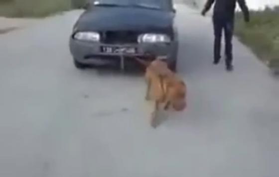 فيديو صادم: شباب يجبرون كلب بيتول على جر سيارة! صورة رقم 3