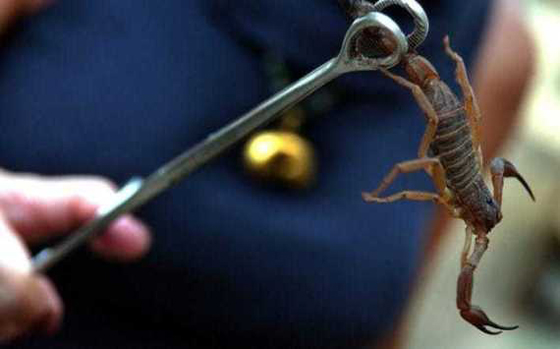 عقار الهلوسة وسموم الزواحف بين اغلى المواد على وجه الكرة الارضية صورة رقم 11