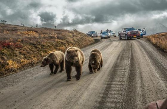  اغرب صور لعام 2016: قرد فوق رأس فتاة ودب يعطل السير! صورة رقم 14