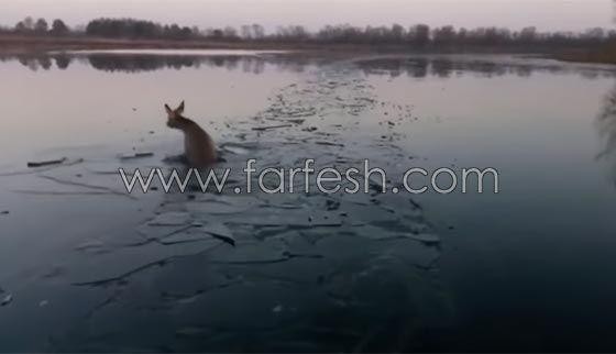 صياد روسي ينقذ غزالا علق داخل بحيرة متجمدة.. شاهد الفيديو صورة رقم 2 صياد روسي ينقذ غزالا علق داخل بحيرة متجمدة.. شاهد الفيديو صورة رقم 2