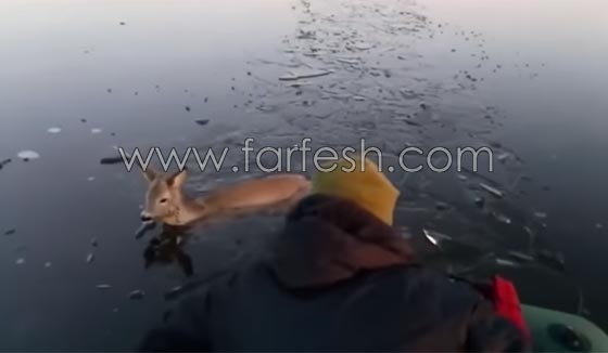 صياد روسي ينقذ غزالا علق داخل بحيرة متجمدة.. شاهد الفيديو صورة رقم 3 صياد روسي ينقذ غزالا علق داخل بحيرة متجمدة.. شاهد الفيديو صورة رقم 3