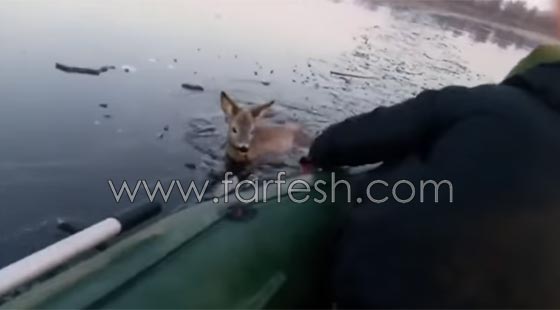 صياد روسي ينقذ غزالا علق داخل بحيرة متجمدة.. شاهد الفيديو صورة رقم 4 صياد روسي ينقذ غزالا علق داخل بحيرة متجمدة.. شاهد الفيديو صورة رقم 4