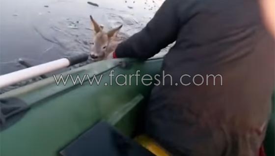 صياد روسي ينقذ غزالا علق داخل بحيرة متجمدة.. شاهد الفيديو صورة رقم 5 صياد روسي ينقذ غزالا علق داخل بحيرة متجمدة.. شاهد الفيديو صورة رقم 5