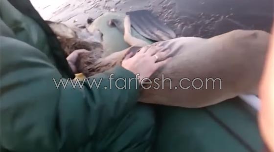 صياد روسي ينقذ غزالا علق داخل بحيرة متجمدة.. شاهد الفيديو صورة رقم 6 صياد روسي ينقذ غزالا علق داخل بحيرة متجمدة.. شاهد الفيديو صورة رقم 6