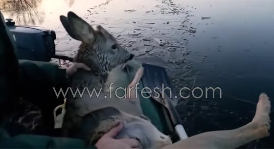 صياد روسي ينقذ غزالا علق داخل بحيرة متجمدة.. شاهد الفيديو صورة رقم 7 صياد روسي ينقذ غزالا علق داخل بحيرة متجمدة.. شاهد الفيديو صورة رقم 7
