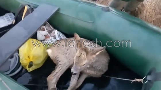صياد روسي ينقذ غزالا علق داخل بحيرة متجمدة.. شاهد الفيديو صورة رقم 8 صياد روسي ينقذ غزالا علق داخل بحيرة متجمدة.. شاهد الفيديو صورة رقم 8