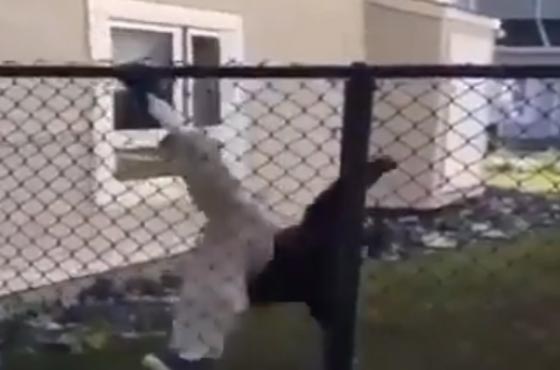 شاهد وتمتع ولا تجرب.. هذه اغرب السقطات المحرجة بعين الكاميرا صورة رقم 3