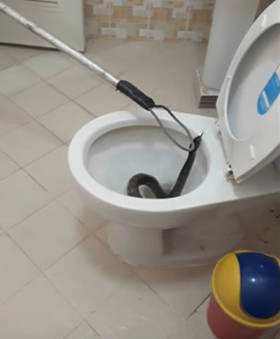  فيديو مثير للحظة انتشال افعى عملاقة من داخل مرحاض منزل صورة رقم 2