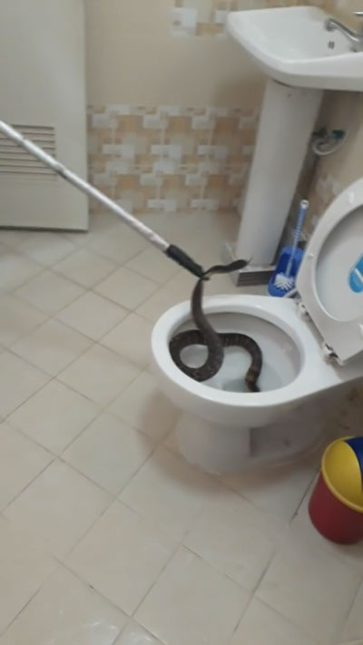  فيديو مثير للحظة انتشال افعى عملاقة من داخل مرحاض منزل صورة رقم 3