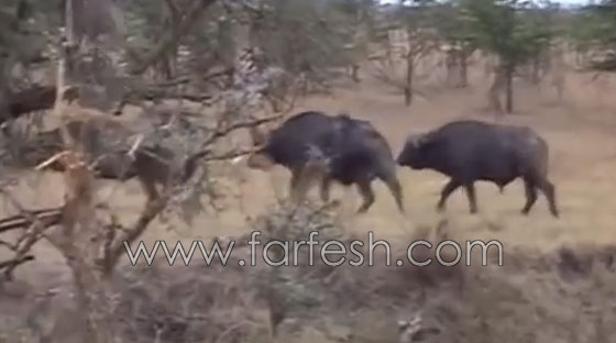 فيديو مثير.. معركة حياة او موت بين زرافة ولبؤة! شاهد صورة رقم 3 فيديو مثير.. معركة حياة او موت بين زرافة ولبؤة! شاهد صورة رقم 3