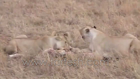 فيديو مثير.. معركة حياة او موت بين زرافة ولبؤة! شاهد صورة رقم 5 فيديو مثير.. معركة حياة او موت بين زرافة ولبؤة! شاهد صورة رقم 5