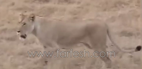 فيديو مثير.. معركة حياة او موت بين زرافة ولبؤة! شاهد صورة رقم 2 فيديو مثير.. معركة حياة او موت بين زرافة ولبؤة! شاهد صورة رقم 2