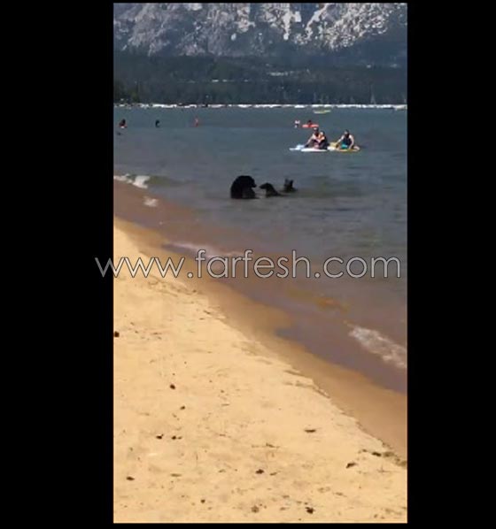دبة تسبح مع صغيريها وسط المستجمين على شاطئ بكاليفورنيا.. فيديو صورة رقم 1 دبة تسبح مع صغيريها وسط المستجمين على شاطئ بكاليفورنيا.. فيديو صورة رقم 1